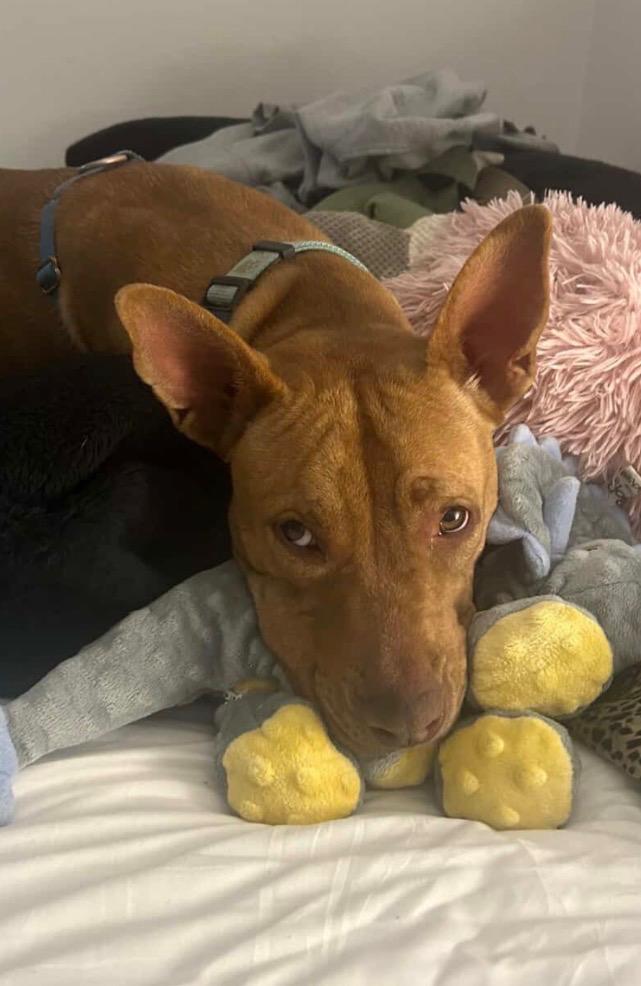 Enlarge Sammy, a Adoptable mixed breed in Burnsville, NC image 5/5