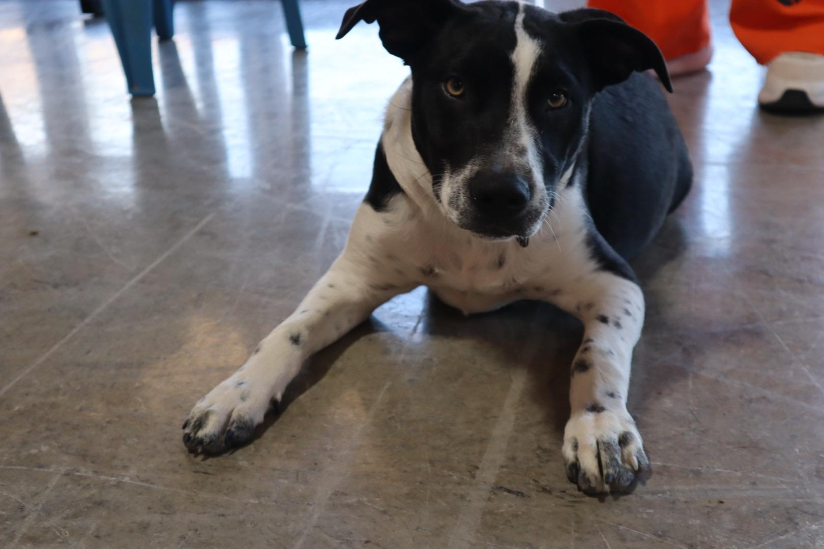 Enlarge River, a Adoptable mixed breed in Chandler, AZ image 2/5