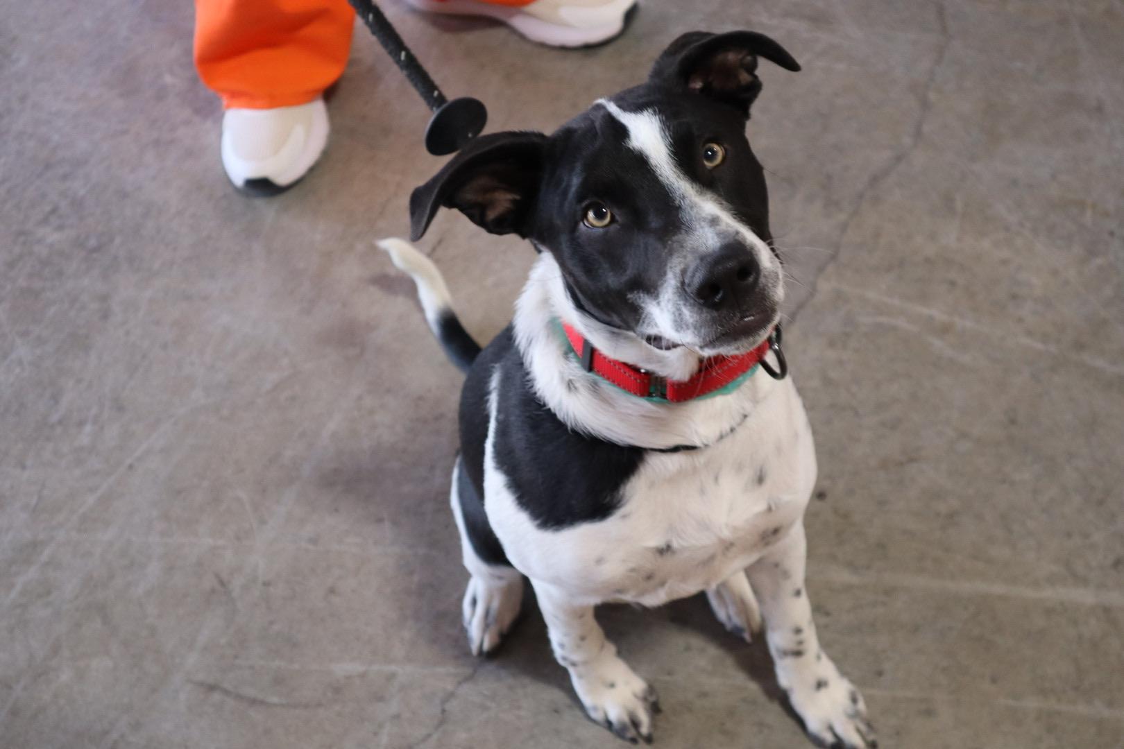 River, Adoptable, Puppy Male Pit Bull Terrier & Cattle Dog.