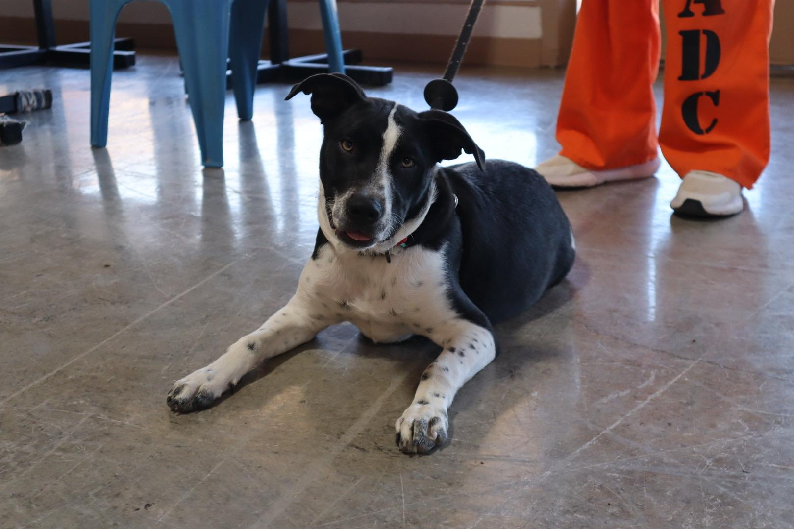 Enlarge River, a Adoptable mixed breed in Chandler, AZ image 3/5