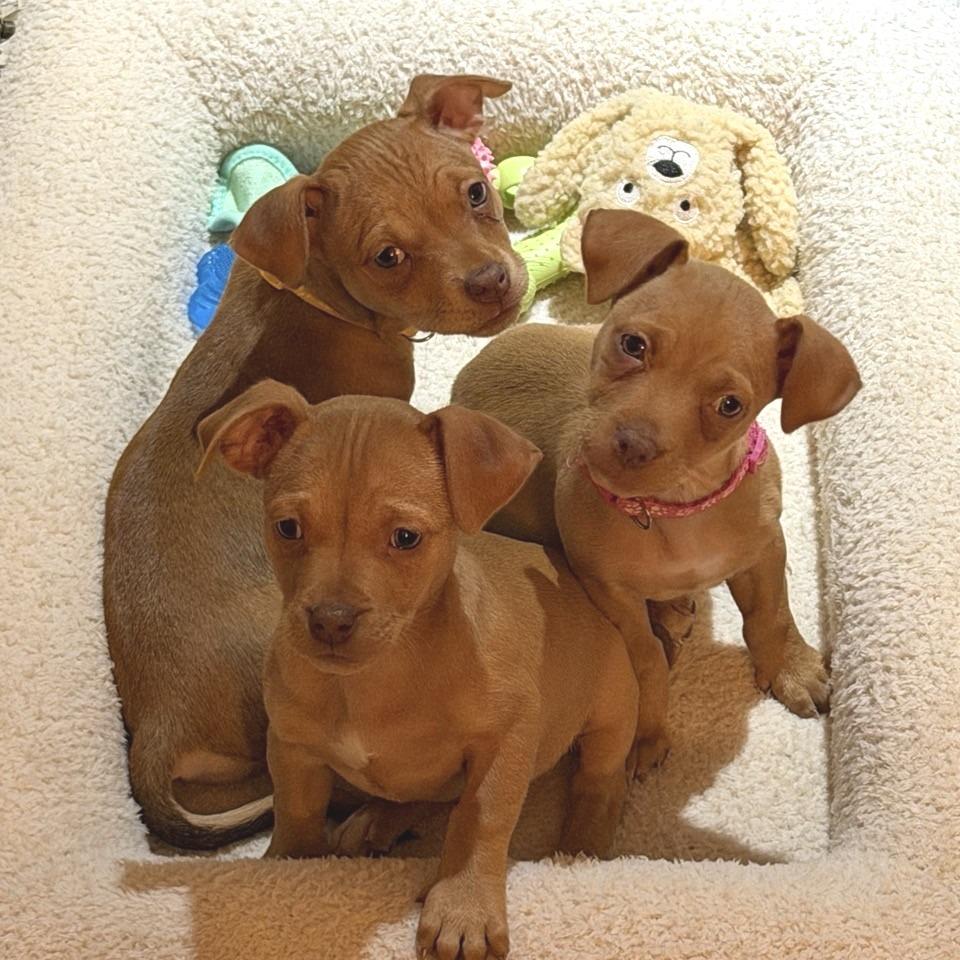 Merry, Adoptable, Puppy Female Chihuahua.