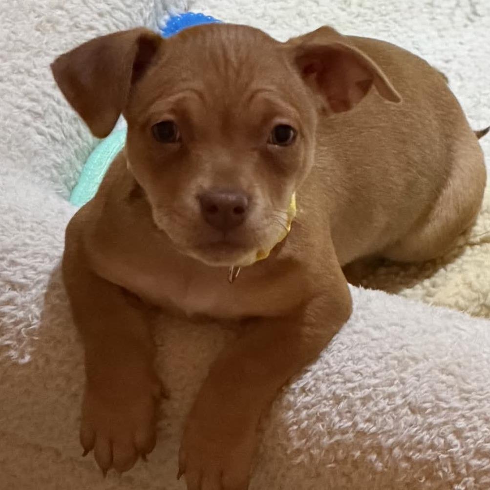 Enlarge Merry, a Adoptable Chihuahua in Kansas City, MO image 2/5