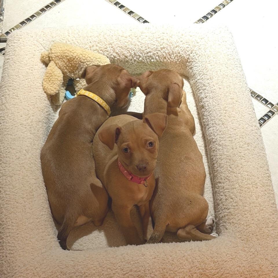 Enlarge Merry, a Adoptable Chihuahua in Kansas City, MO image 3/5