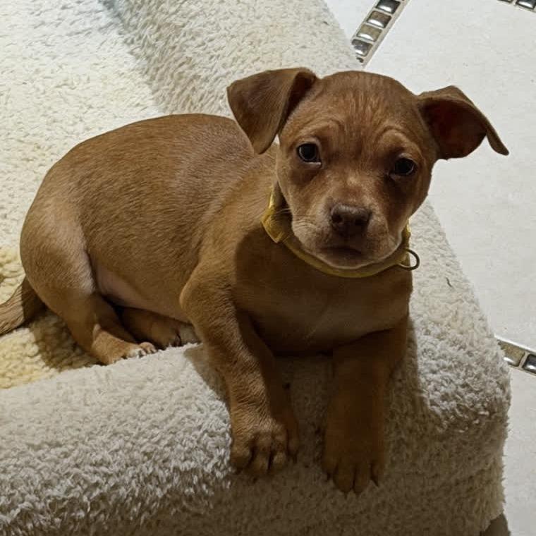 Enlarge Merry, a Adoptable Chihuahua in Kansas City, MO image 4/5