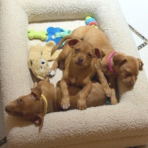 Enlarge Merry, a Adoptable Chihuahua in Kansas City, MO image 5/5