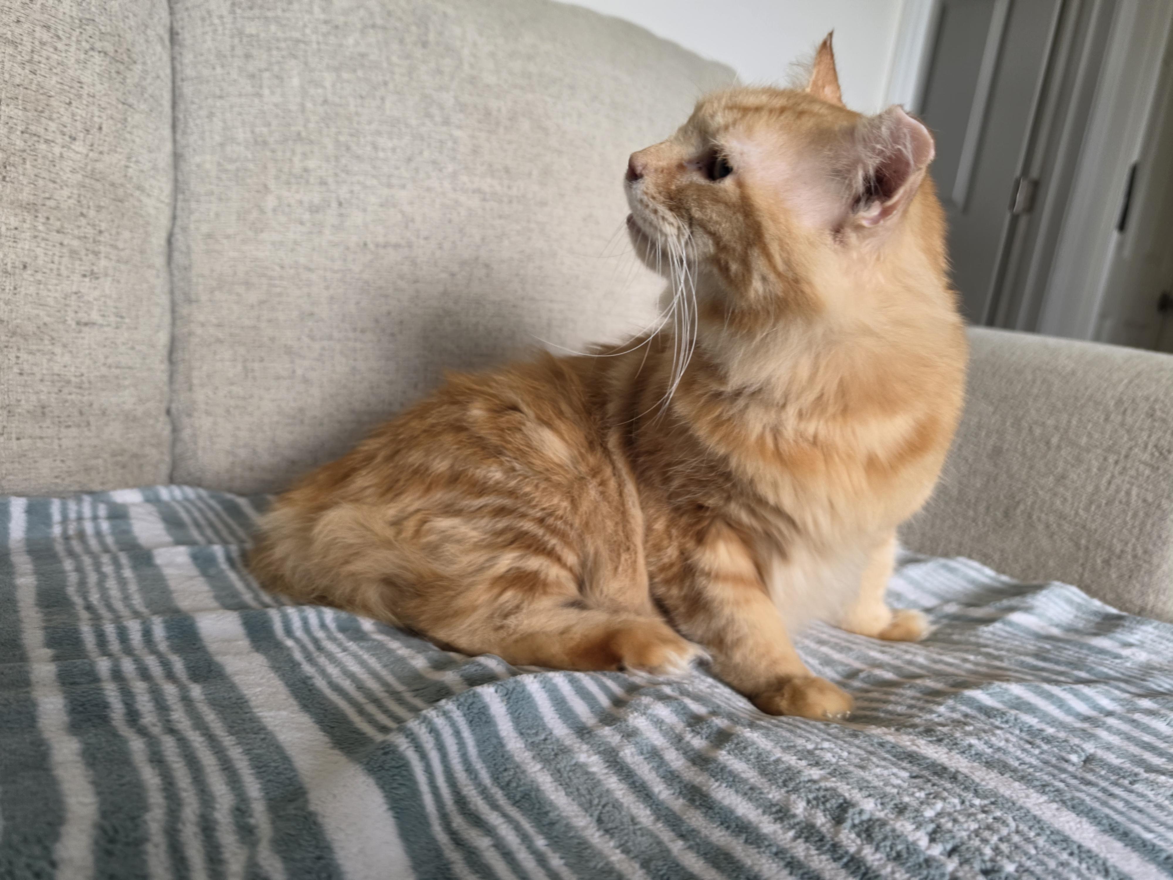Enlarge Julian, a Adoptable Domestic Long Hair in Pocatello, ID image 4/5