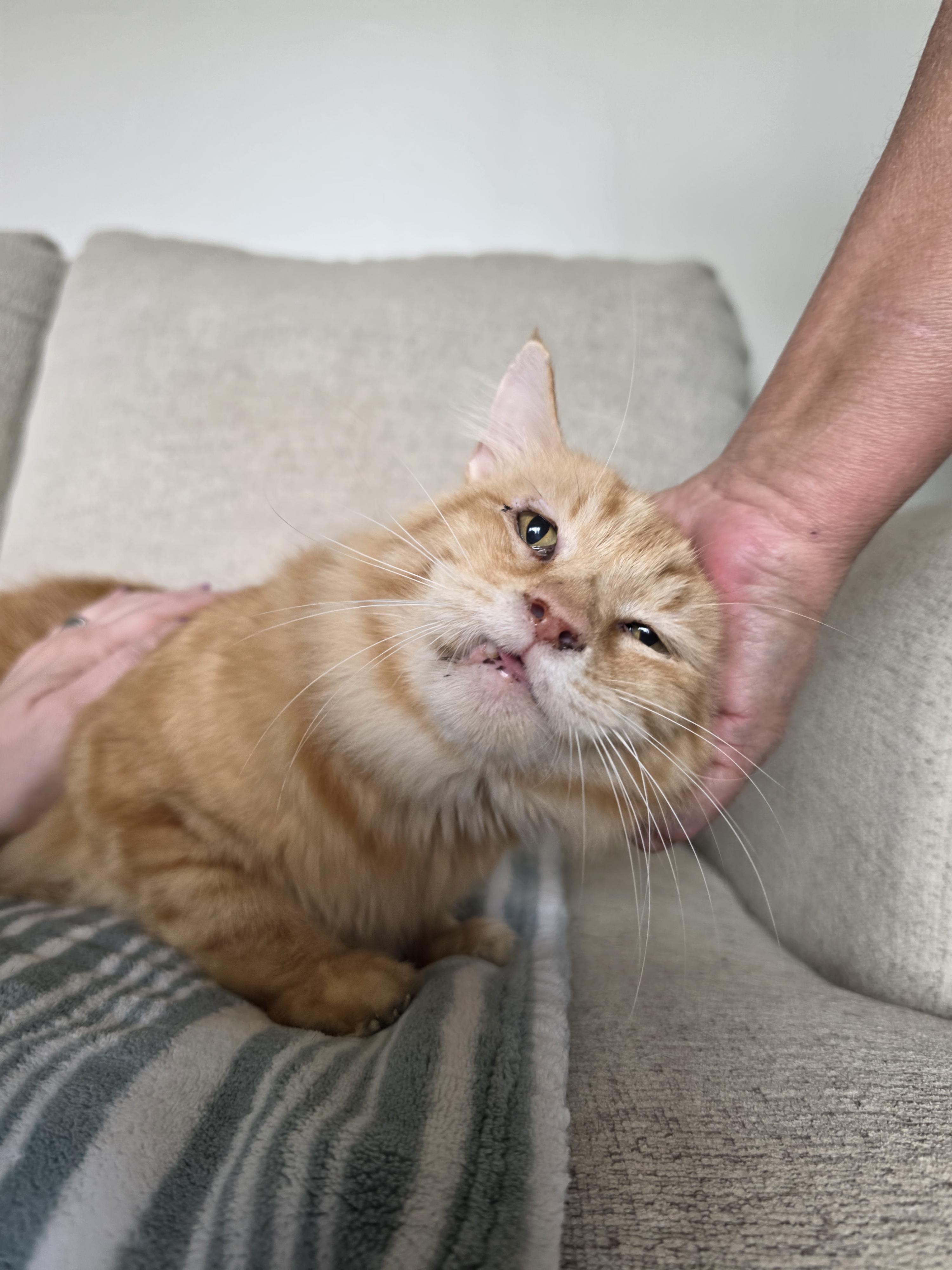 Julian, Adoptable, Senior Male Domestic Long Hair.