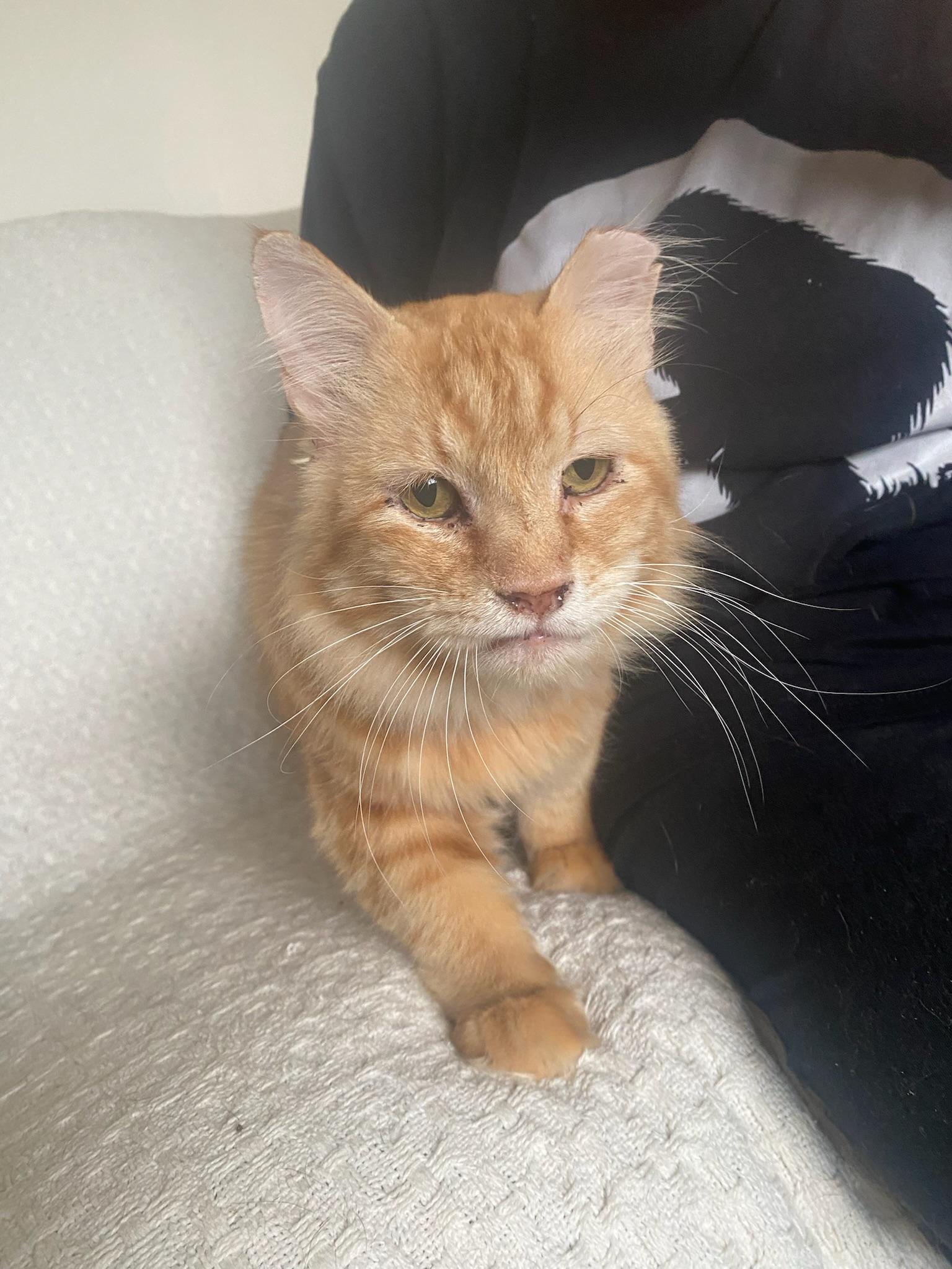 Enlarge Julian, a Adoptable mixed breed in Pocatello, ID image 4/5