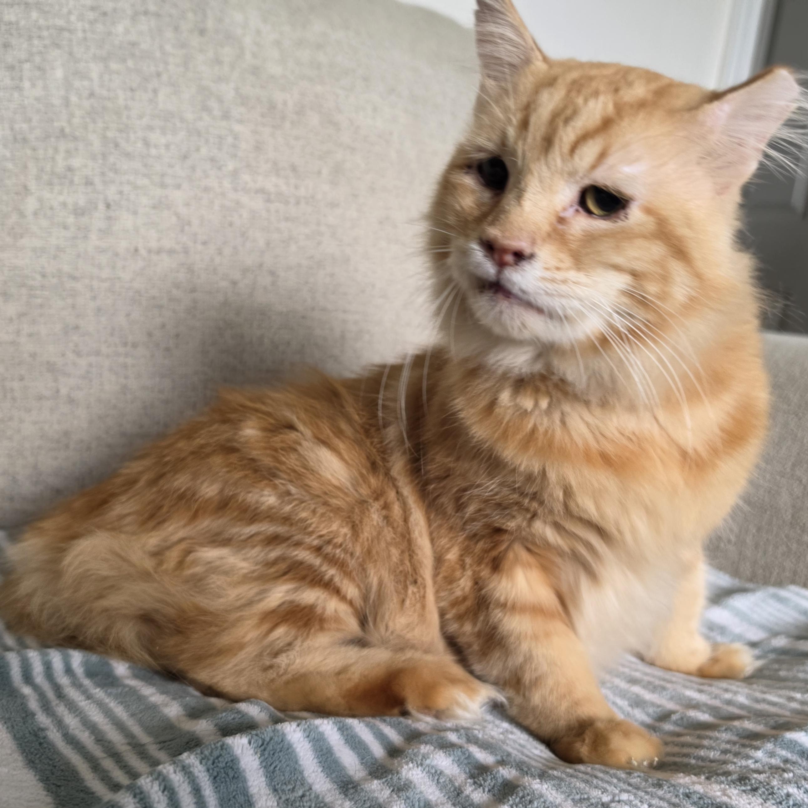 Julian, Adoptable, Senior Male Domestic Medium Hair.