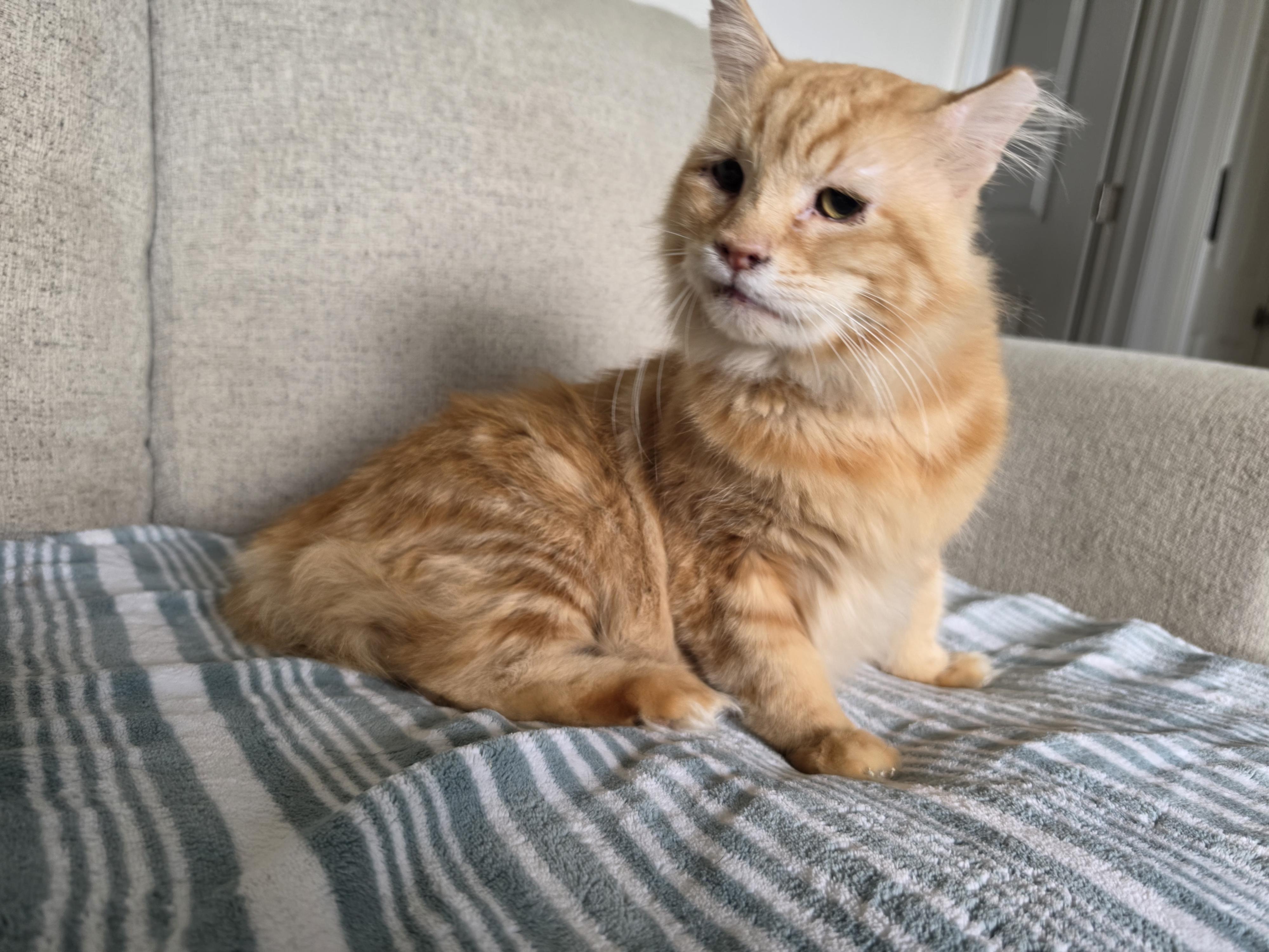 Enlarge Julian, a Adoptable Domestic Long Hair in Pocatello, ID image 2/5