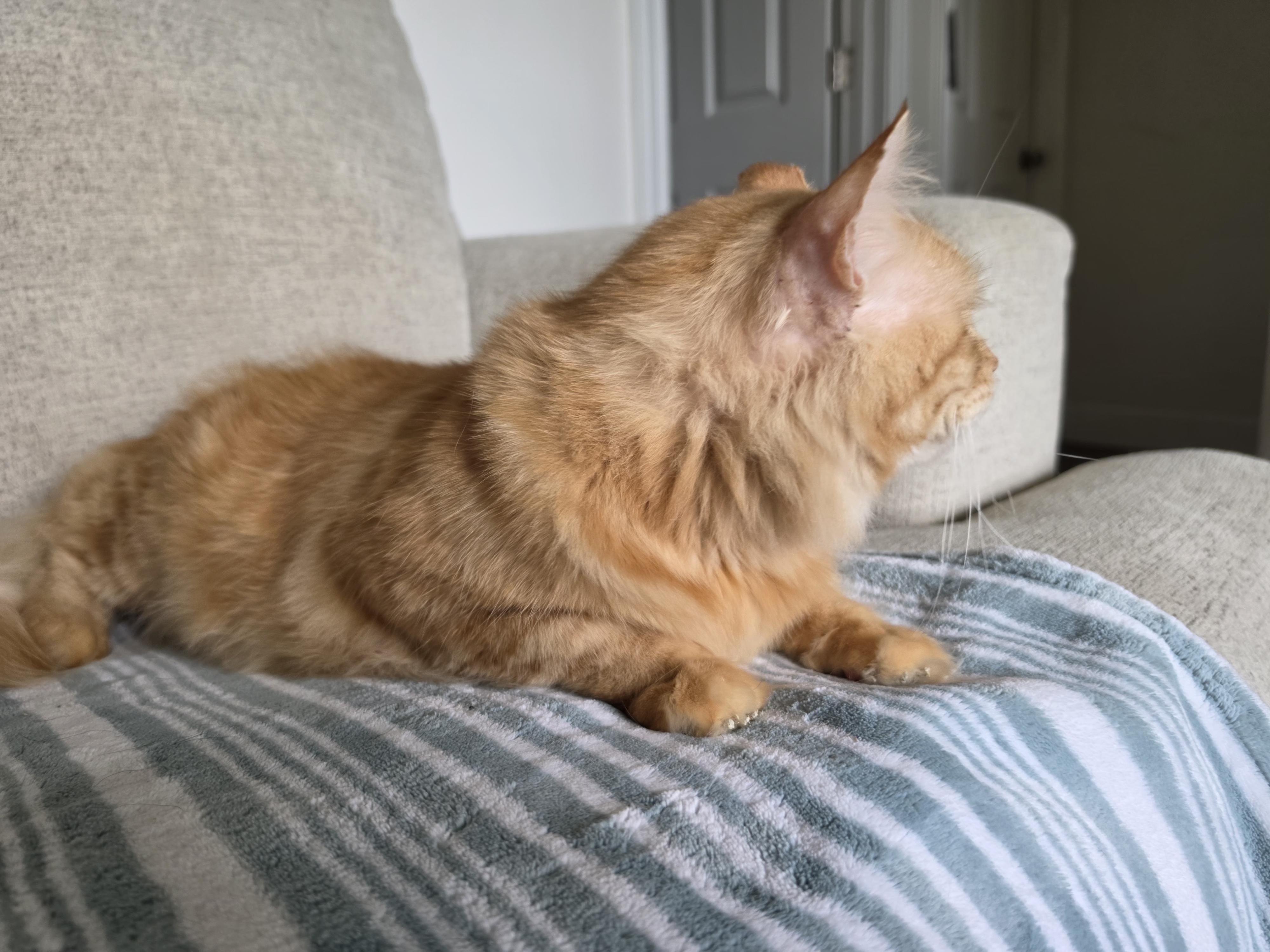 Enlarge Julian, a Adoptable Domestic Long Hair in Pocatello, ID image 3/5