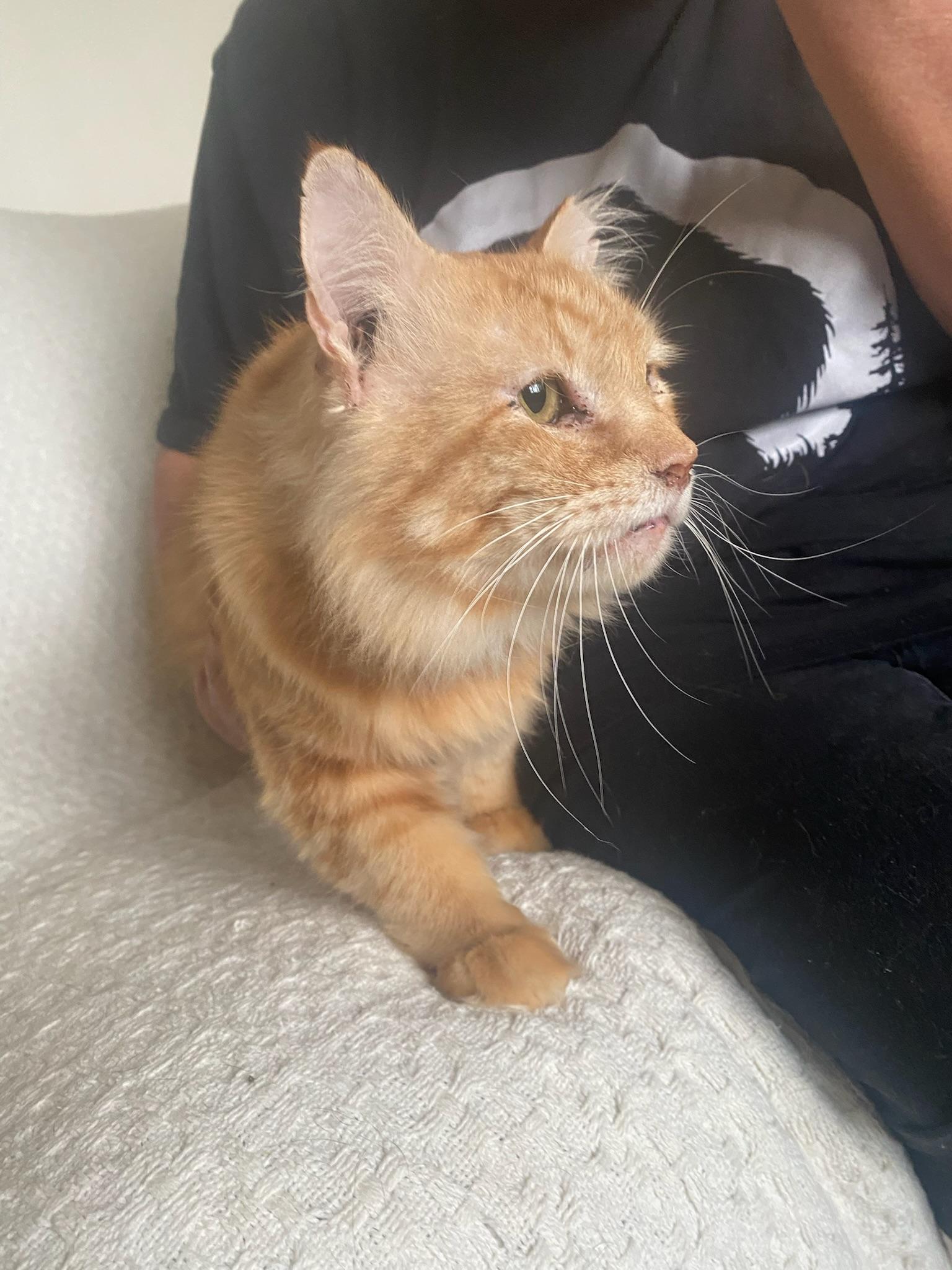 Enlarge Julian, a Adoptable mixed breed in Pocatello, ID image 5/5
