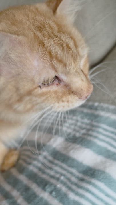 Enlarge Julian, a Adoptable Domestic Long Hair in Pocatello, ID video 5/5