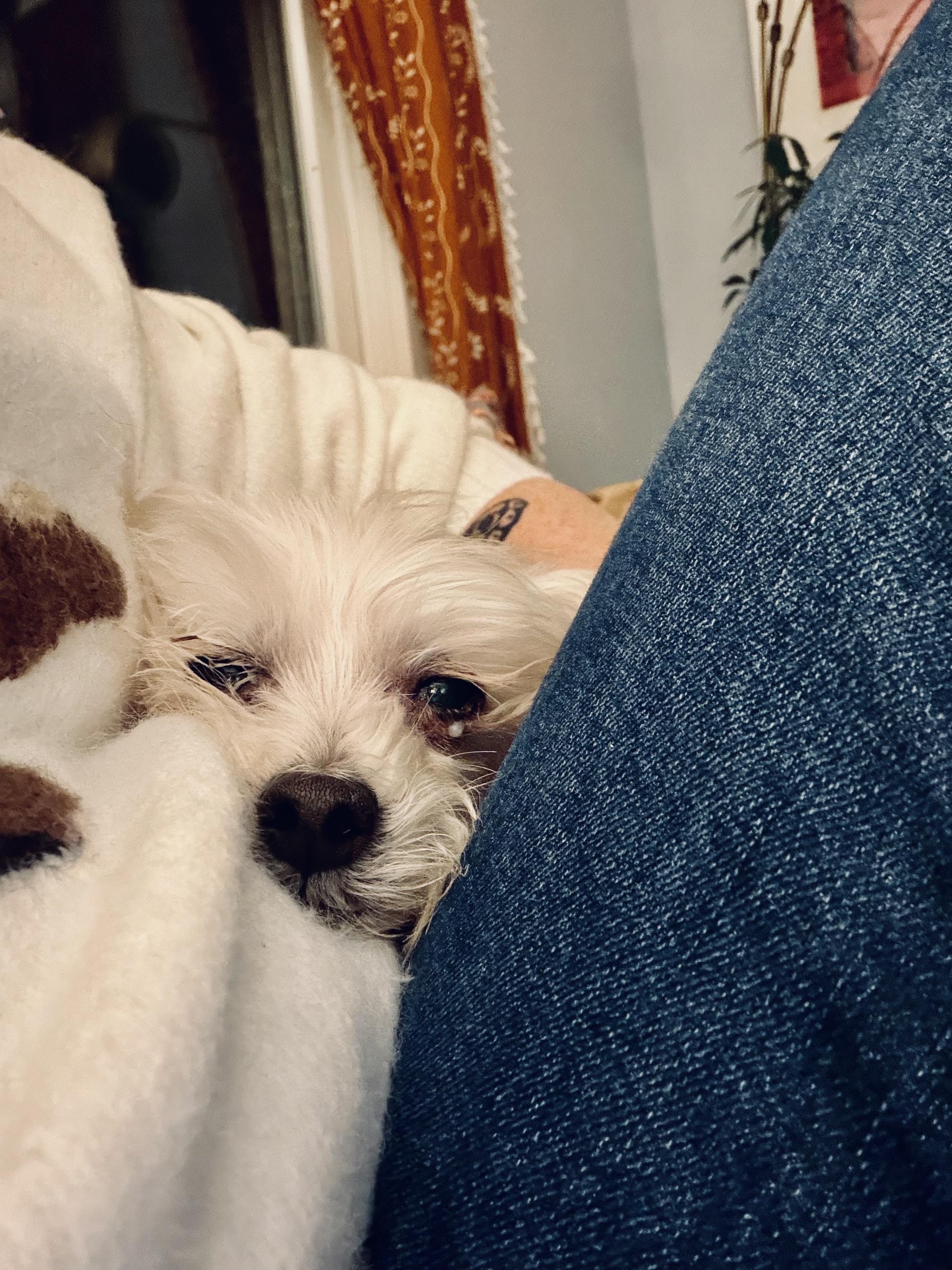 Enlarge Lolli, a Adoptable Maltese in Harrison, NY image 4/5