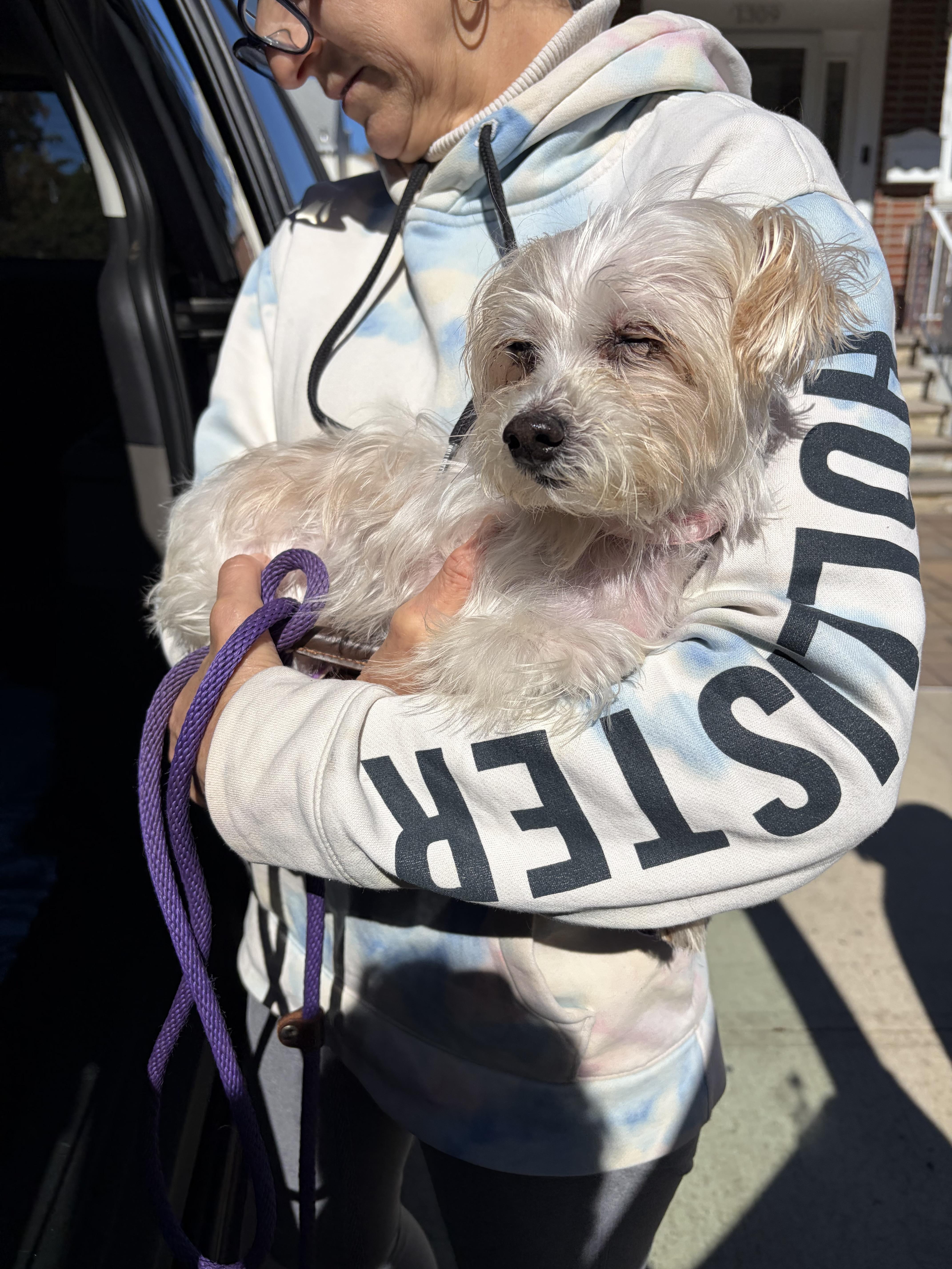 Enlarge Lolli, a Adoptable Maltese in Harrison, NY image 5/5