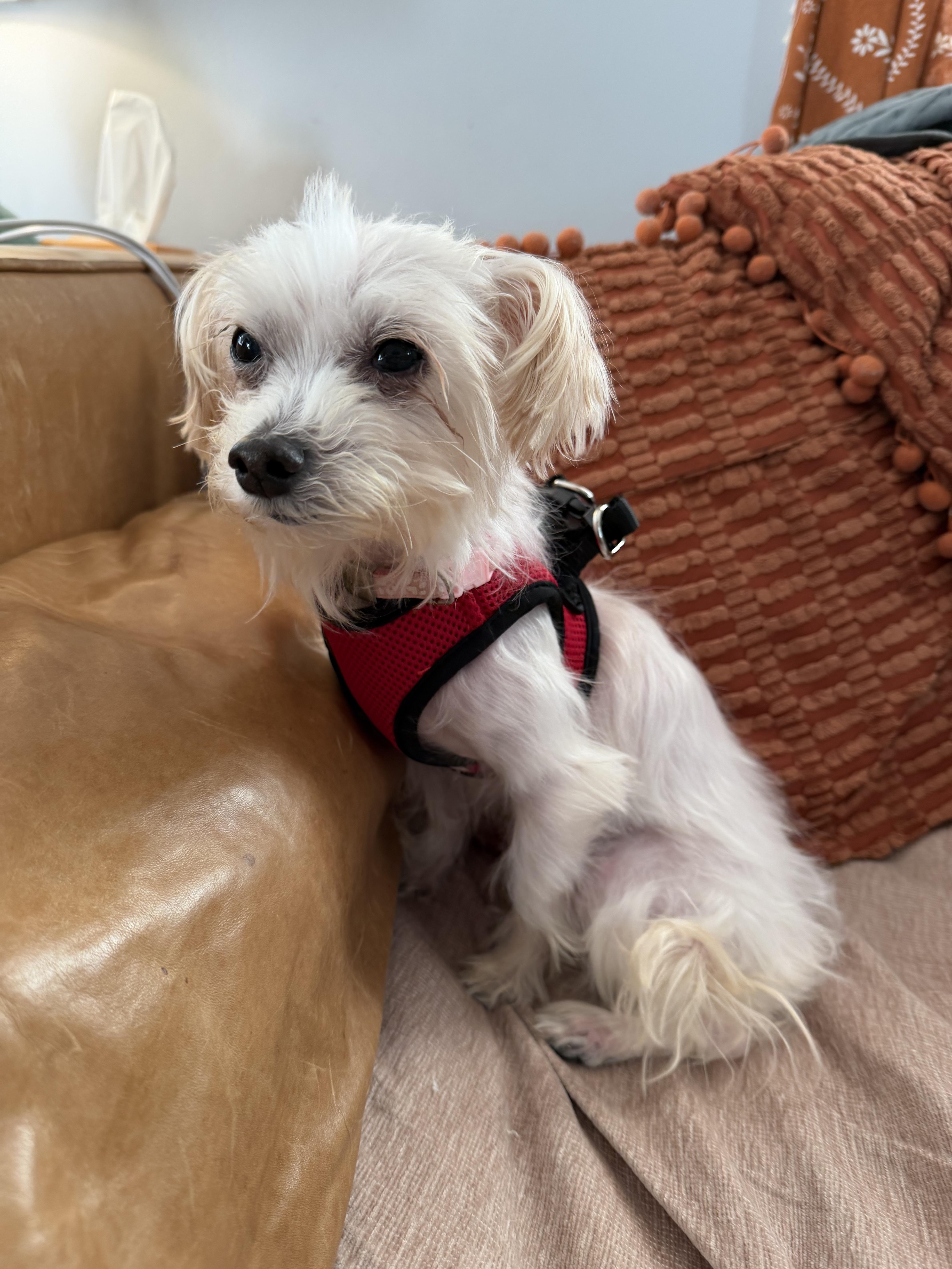 Lolli, Adoptable, Young Female Maltese.