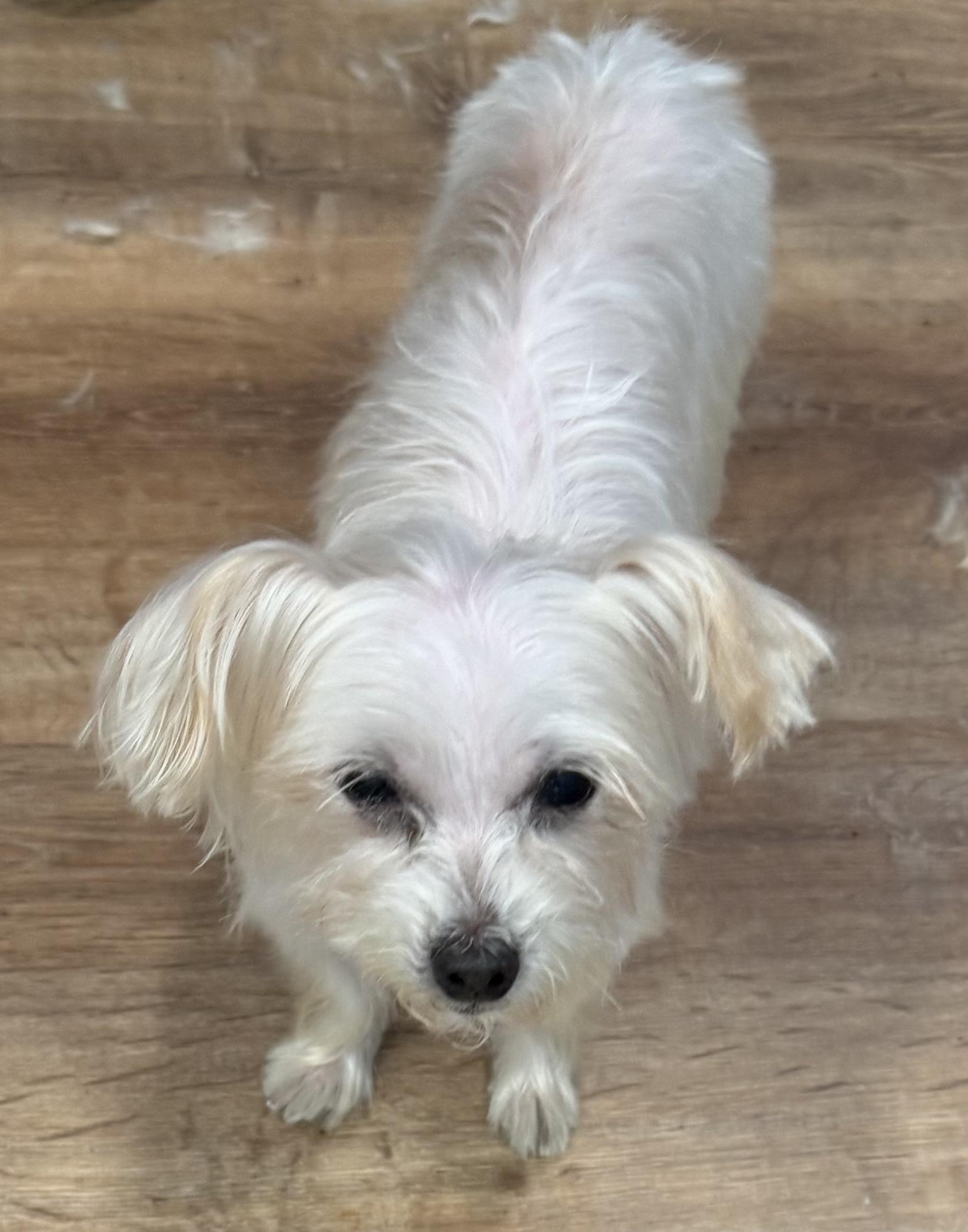 Enlarge Lolli, a Adoptable Maltese in Harrison, NY image 3/5