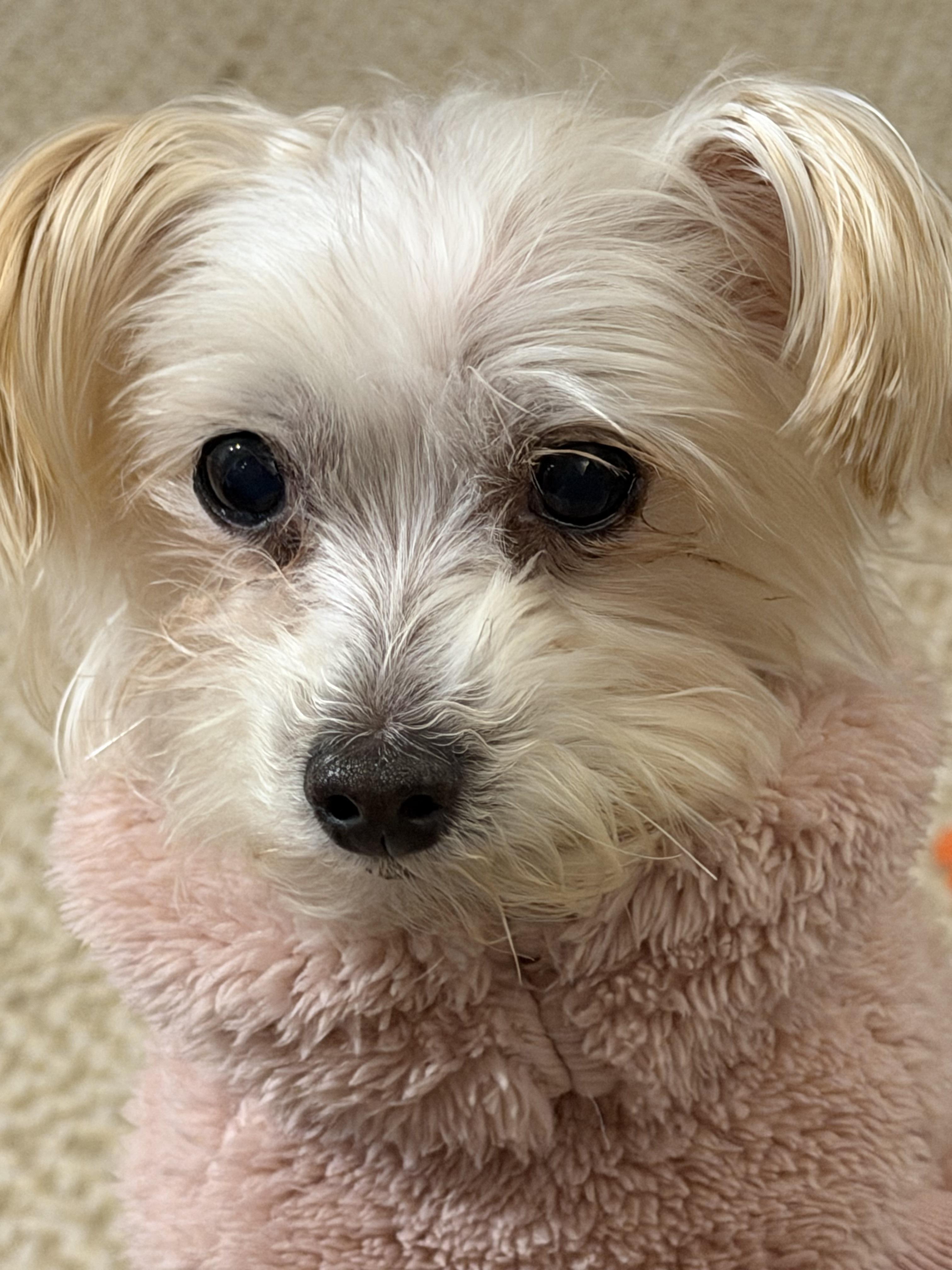 Enlarge Lolli, a Adoptable Maltese in Harrison, NY image 2/5