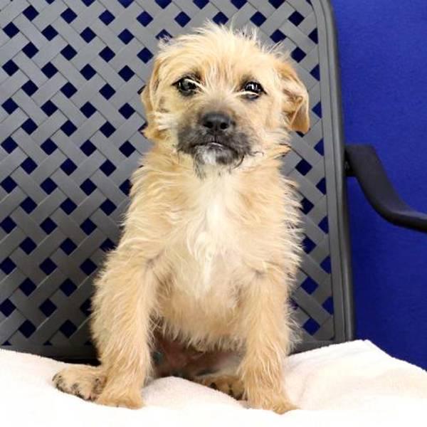 Enlarge Eeny Aka Charlie, a Adoptable mixed breed in Midland, TX image 1/2