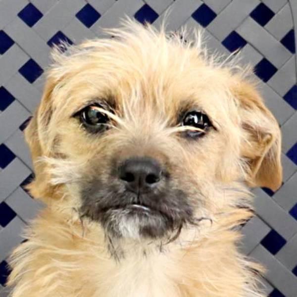 Enlarge Eeny Aka Charlie, a Adoptable mixed breed in Midland, TX image 2/2