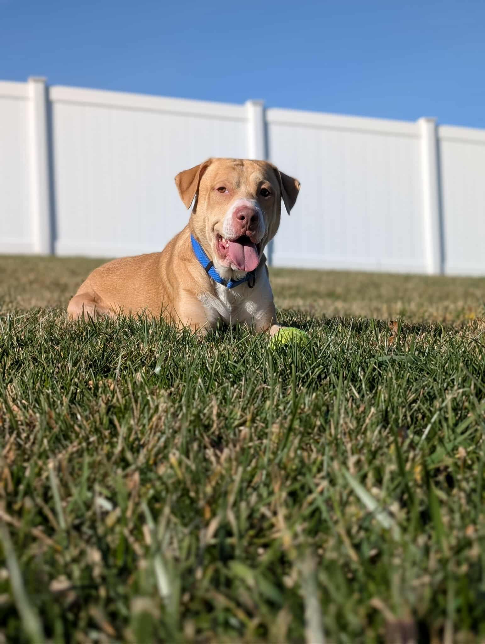 Geo, ADOPTABLE, Young Male Labrador Retriever & American Staffordshire Terrier.