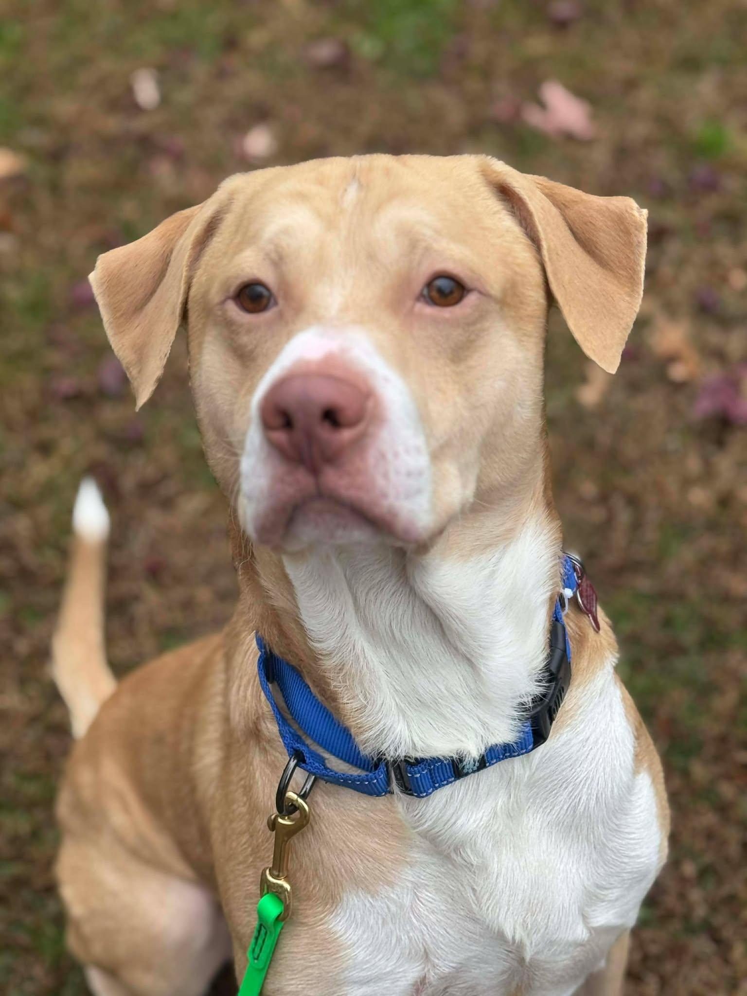 Enlarge Geo, a ADOPTABLE mixed breed in Maybrook, NY image 3/6