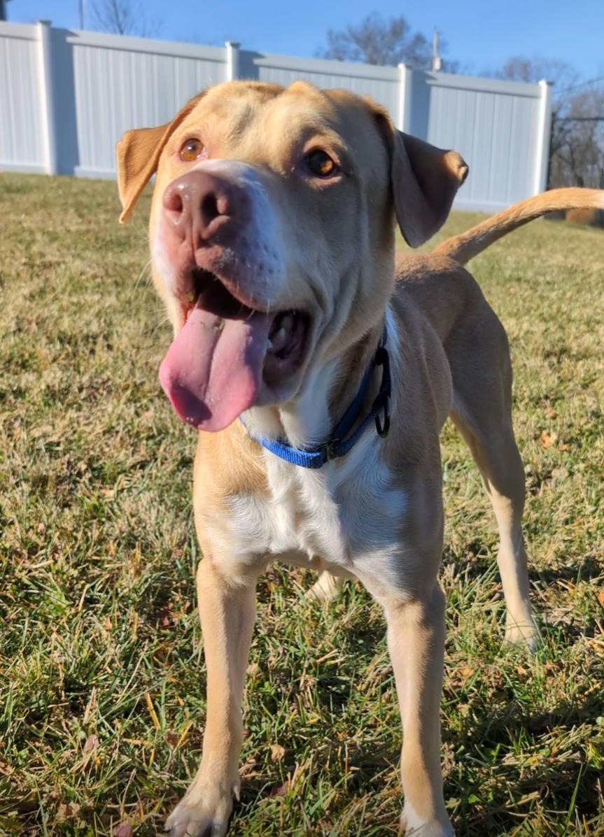 Enlarge Geo, a ADOPTABLE mixed breed in Maybrook, NY image 5/6