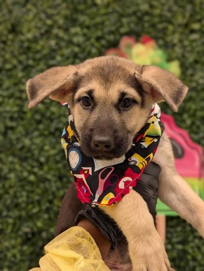 Angel, an adoptable Shepherd in Enfield, CT_image-1