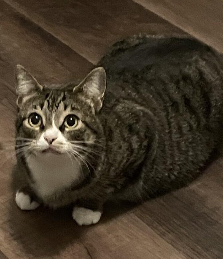 Misty-Adopt or Foster to Adopt, Adoptable, Adult Female Domestic Short Hair.