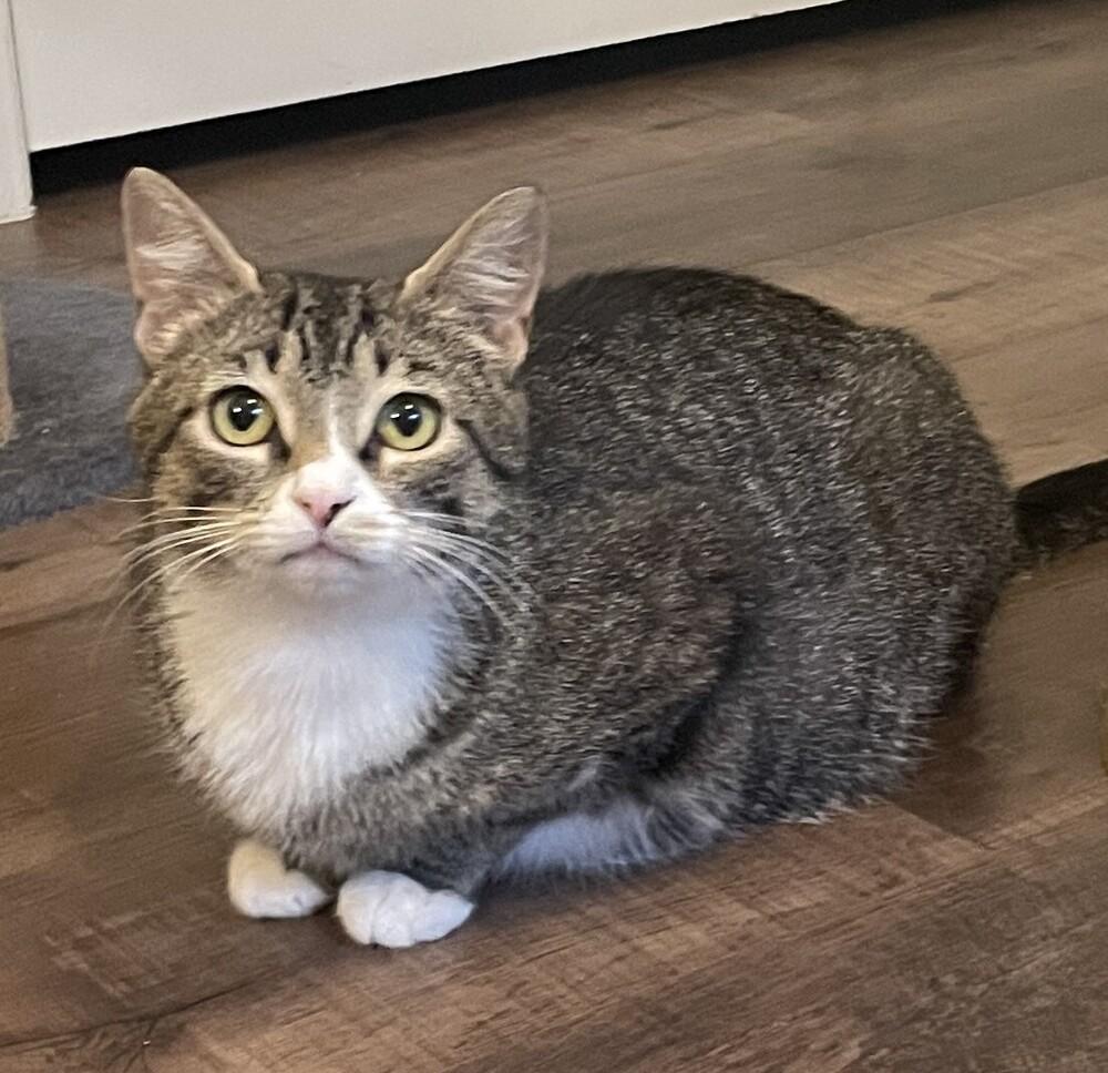 Misty-Adopt or Foster to Adopt, Adoptable, Adult Female Domestic Short Hair.