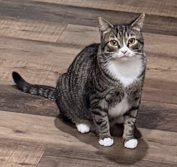 Misty-Adopt or Foster to Adopt, a Adoptable Domestic Short Hair in Youngsville, NC image 2/6