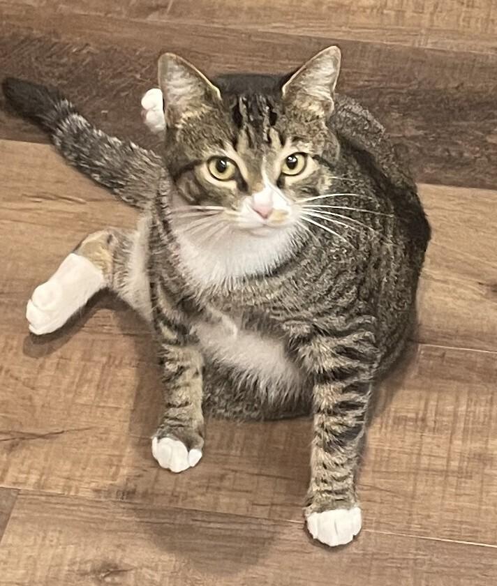 Misty-Adopt or Foster to Adopt, Adoptable, Adult Female Domestic Short Hair.