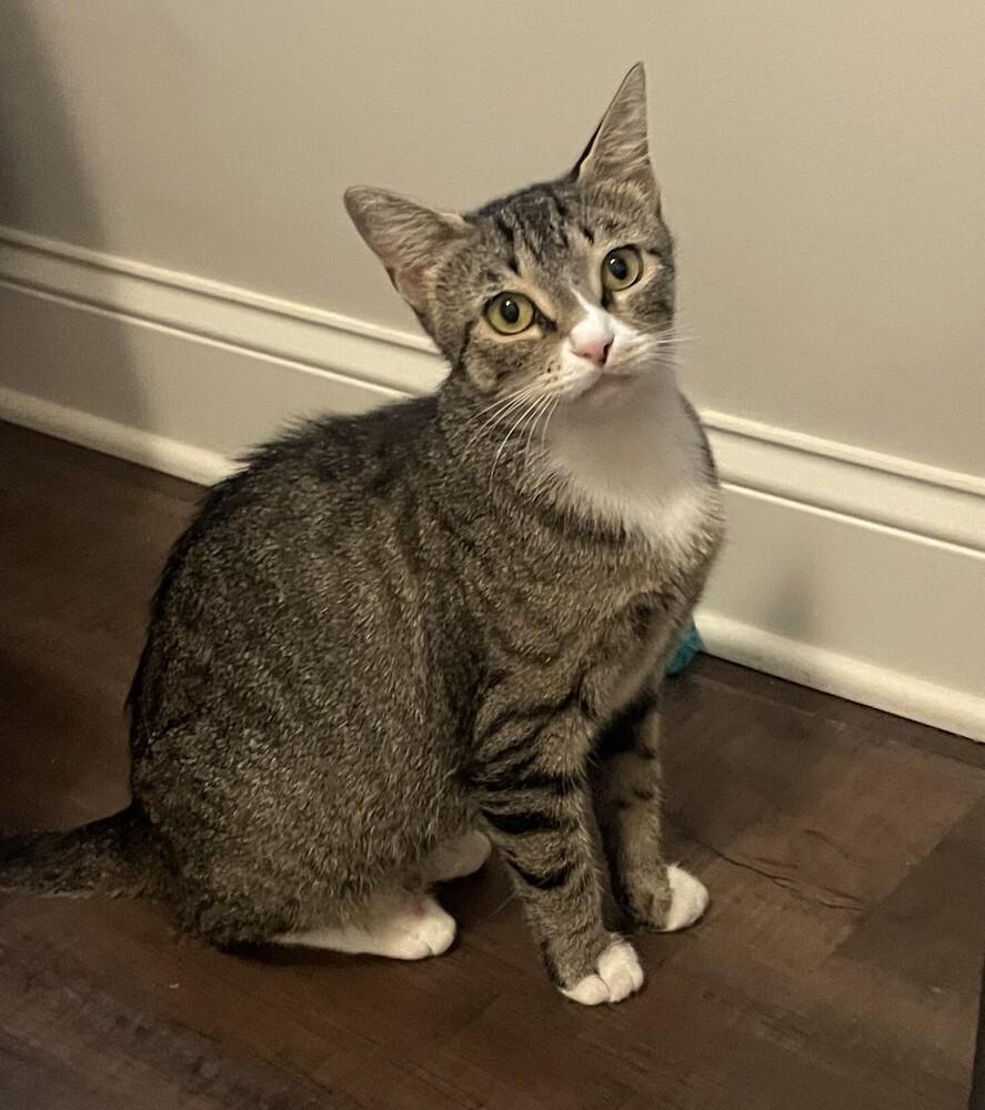 Misty-Adopt or Foster to Adopt, a Adoptable Domestic Short Hair in Youngsville, NC image 4/6