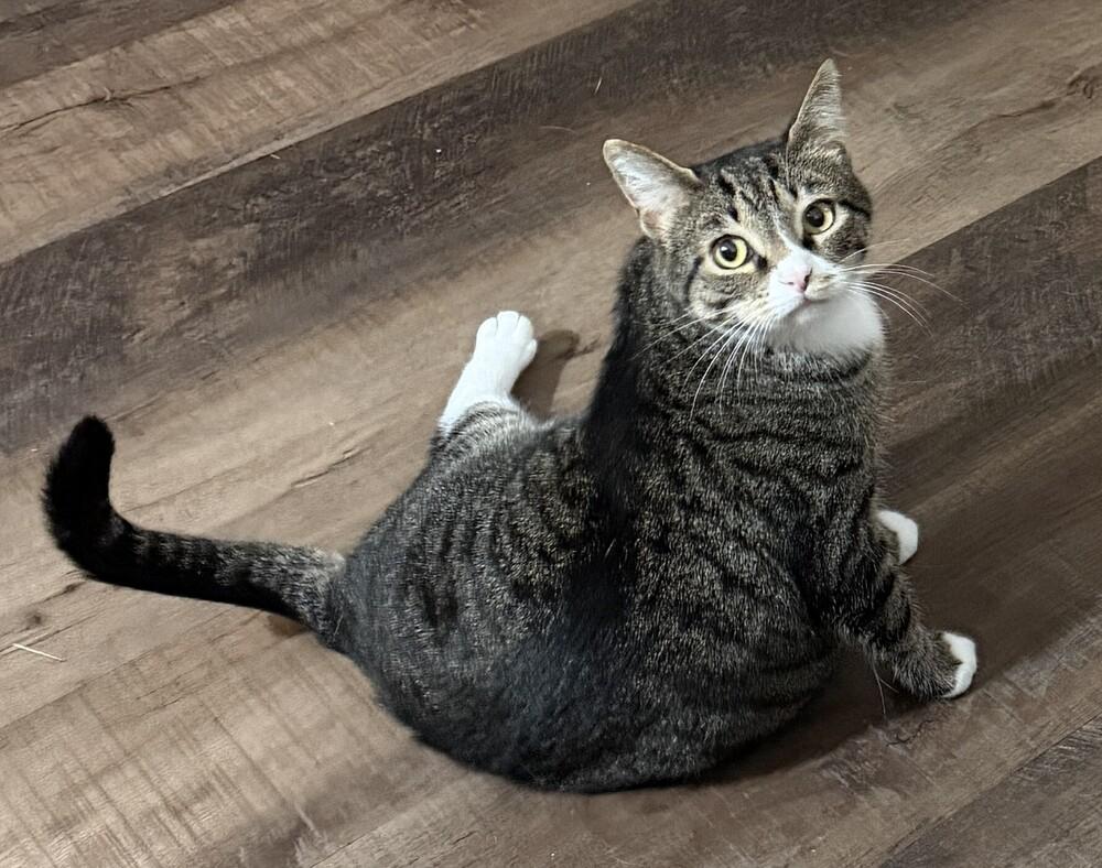 Misty-Adopt or Foster to Adopt, a Adoptable Domestic Short Hair in Youngsville, NC image 5/6
