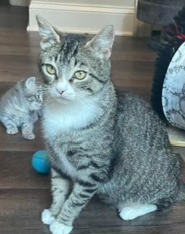 Misty-Adopt or Foster to Adopt, a Adoptable Domestic Short Hair in Youngsville, NC image 5/6