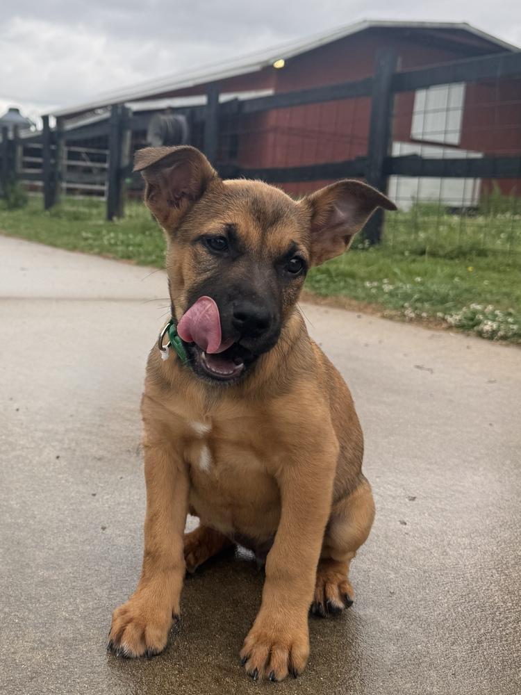 Enlarge Tiger, a Adoptable mixed breed in Hartwell, GA image 1/6