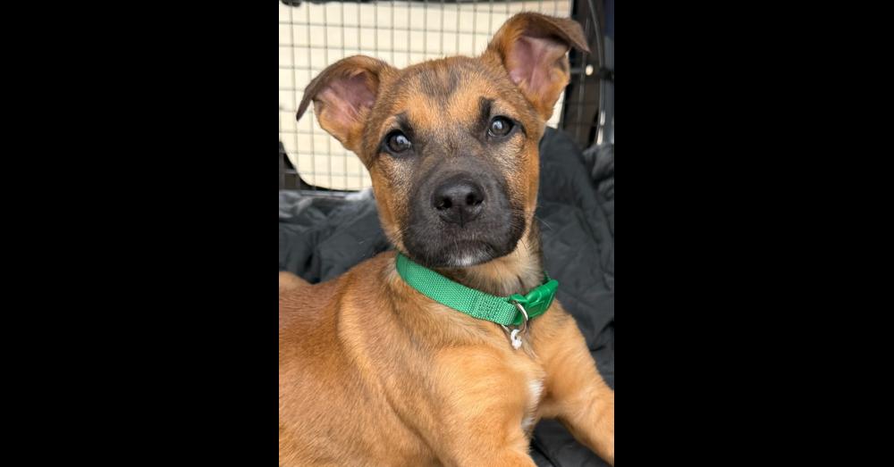 Enlarge Tiger, a Adoptable mixed breed in Hartwell, GA image 2/6