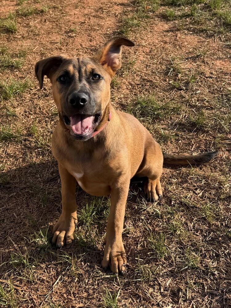 Enlarge Tiger, a Adoptable mixed breed in Hartwell, GA image 2/5