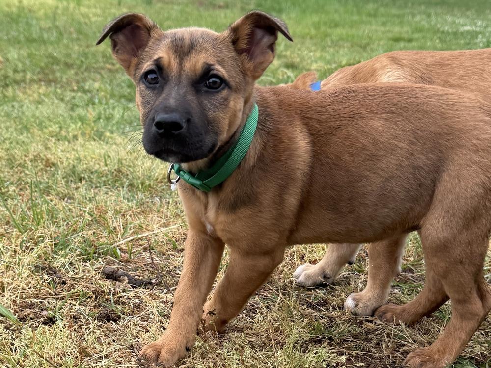 Enlarge Tiger, a Adoptable mixed breed in Hartwell, GA image 3/6