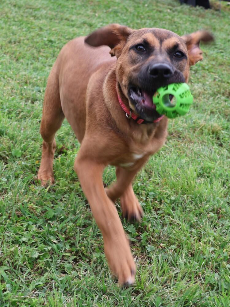 Enlarge Tiger, a Adoptable mixed breed in Hartwell, GA image 3/5