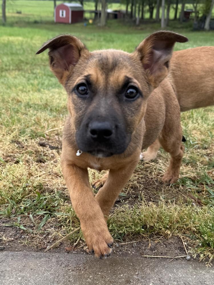 Enlarge Tiger, a Adoptable mixed breed in Hartwell, GA image 4/6