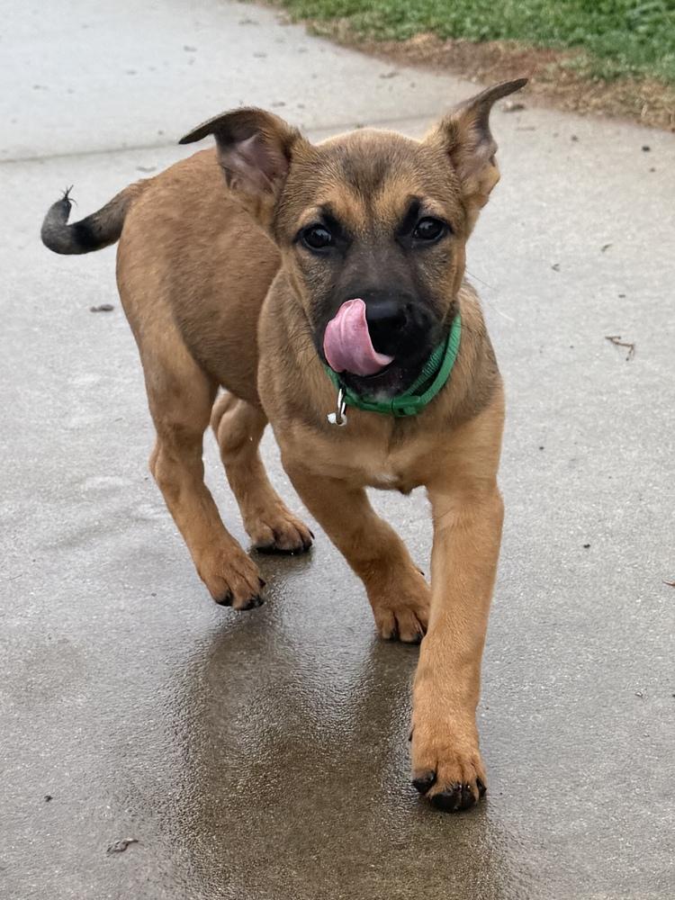Enlarge Tiger, a Adoptable mixed breed in Hartwell, GA image 5/6