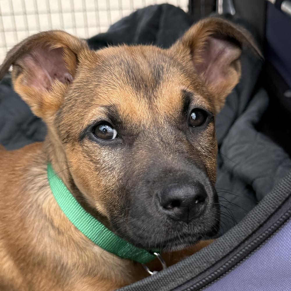 Enlarge Tiger, a Adoptable mixed breed in Hartwell, GA image 6/6