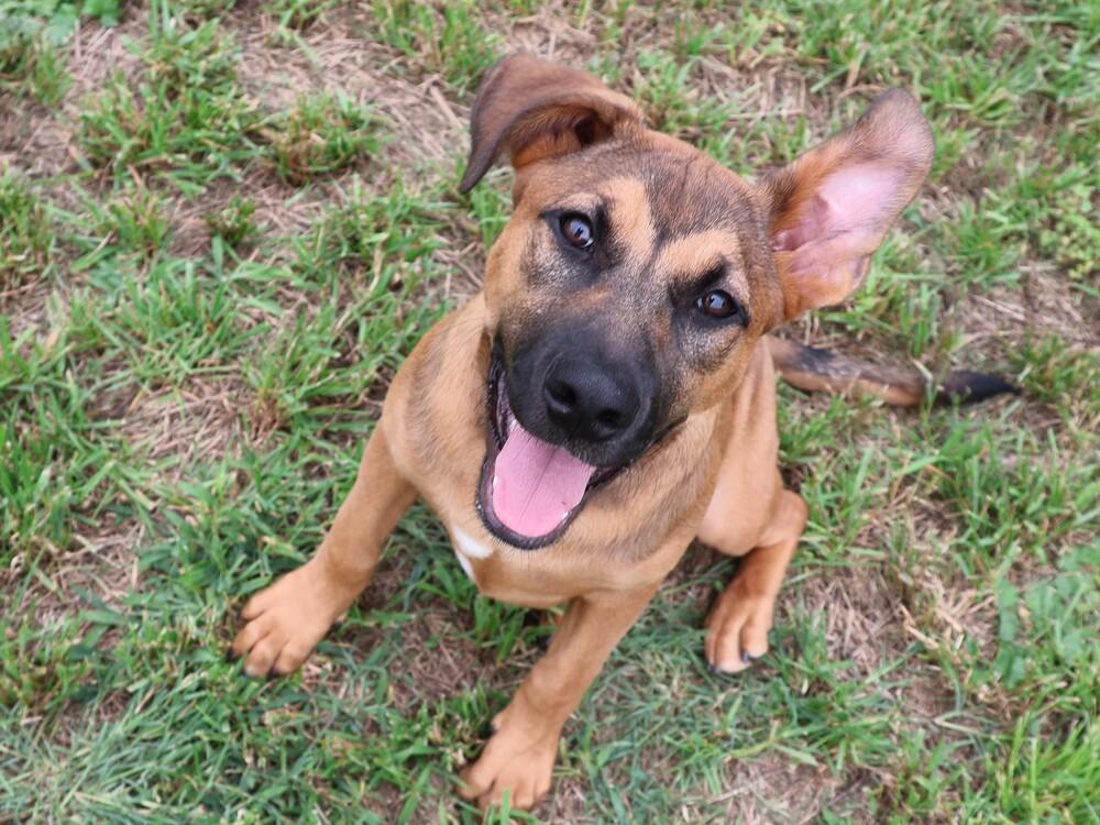 Tiger, Adoptable, Puppy Female Mastiff & Saint Bernard.