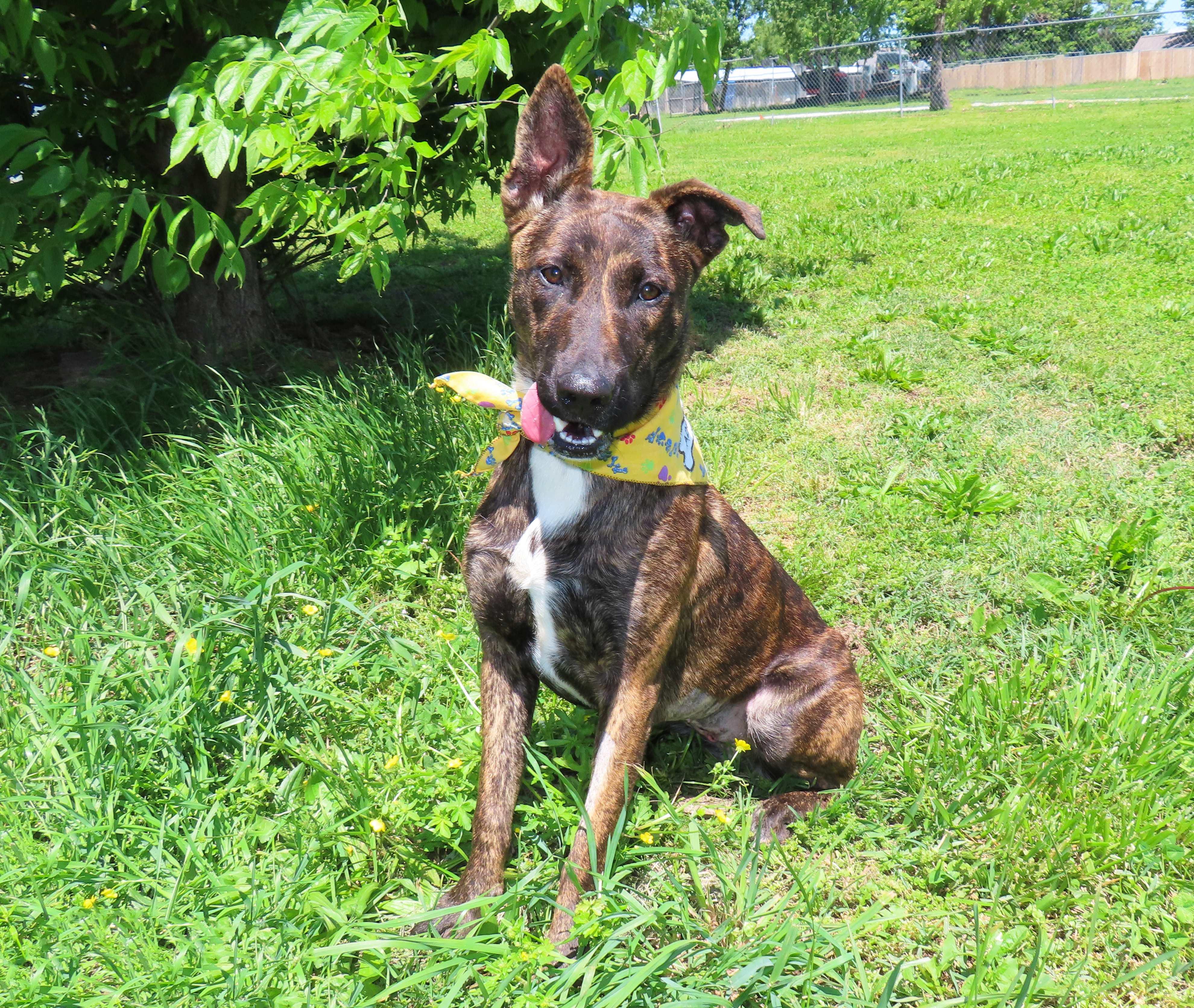 Kira 26C-92, an adopted Dutch Shepherd in Rogers, AR image 5/5
