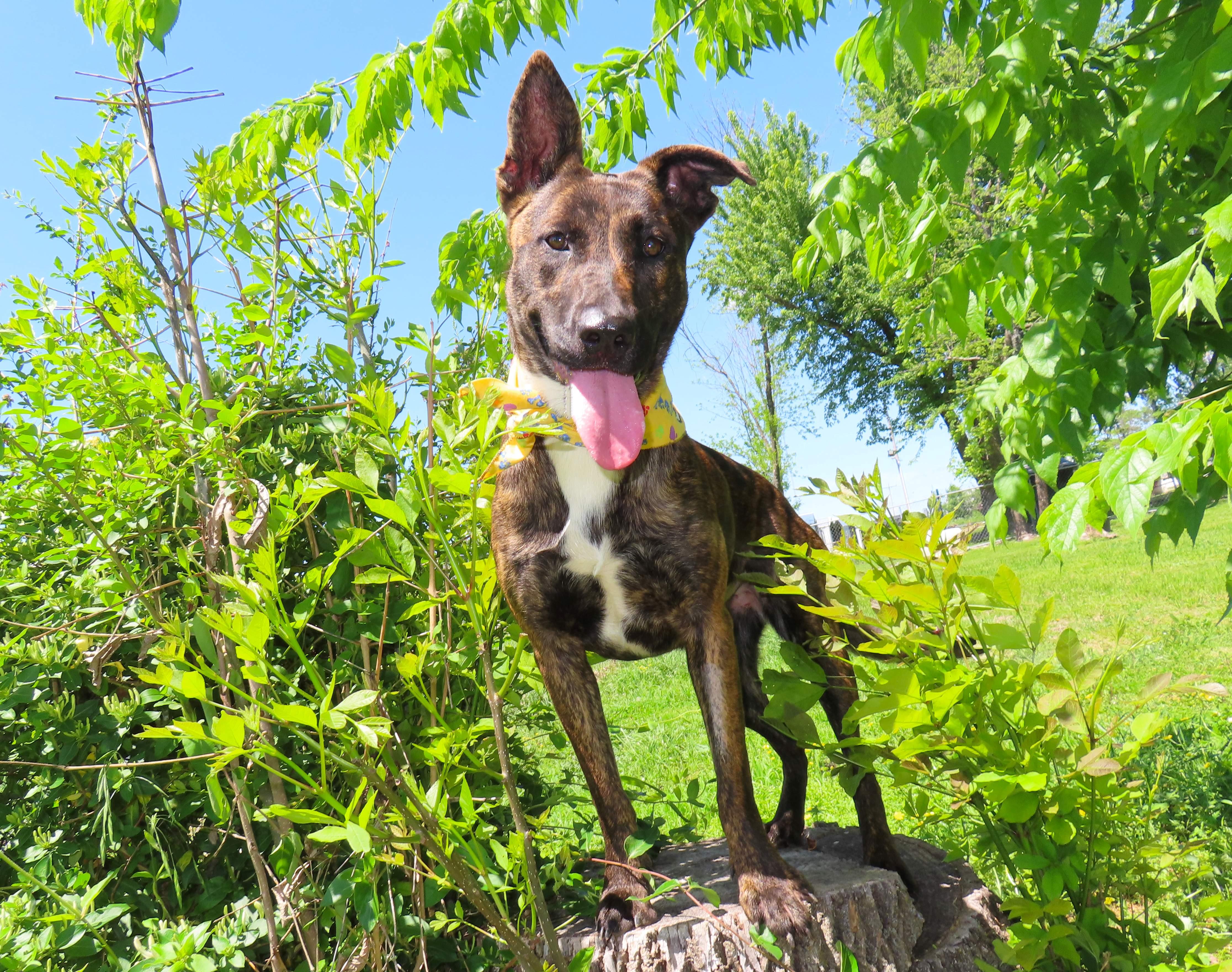 Kira 26C-92, an adopted Dutch Shepherd in Rogers, AR image 4/5