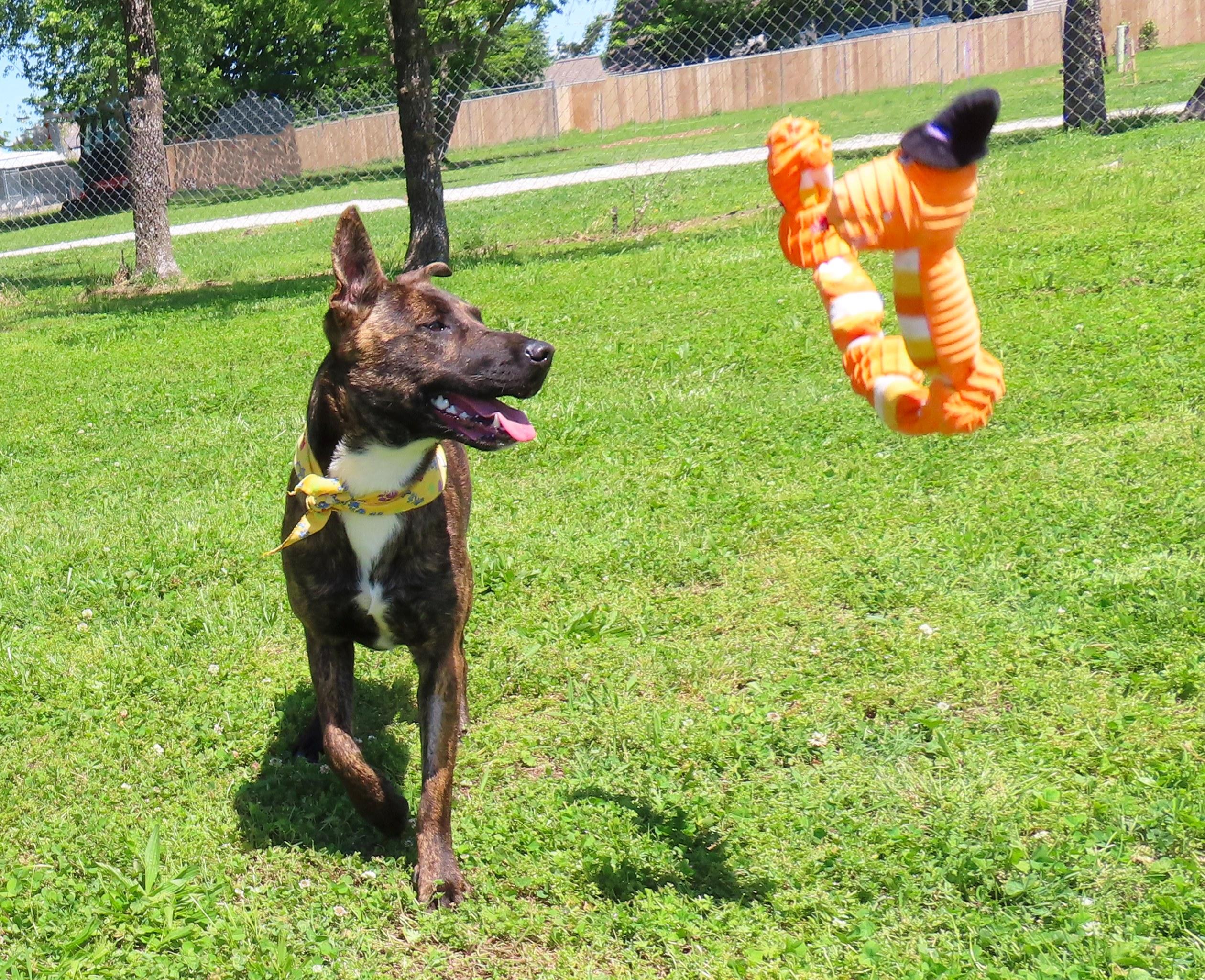 Kira 26C-92, an adopted Dutch Shepherd in Rogers, AR image 2/5