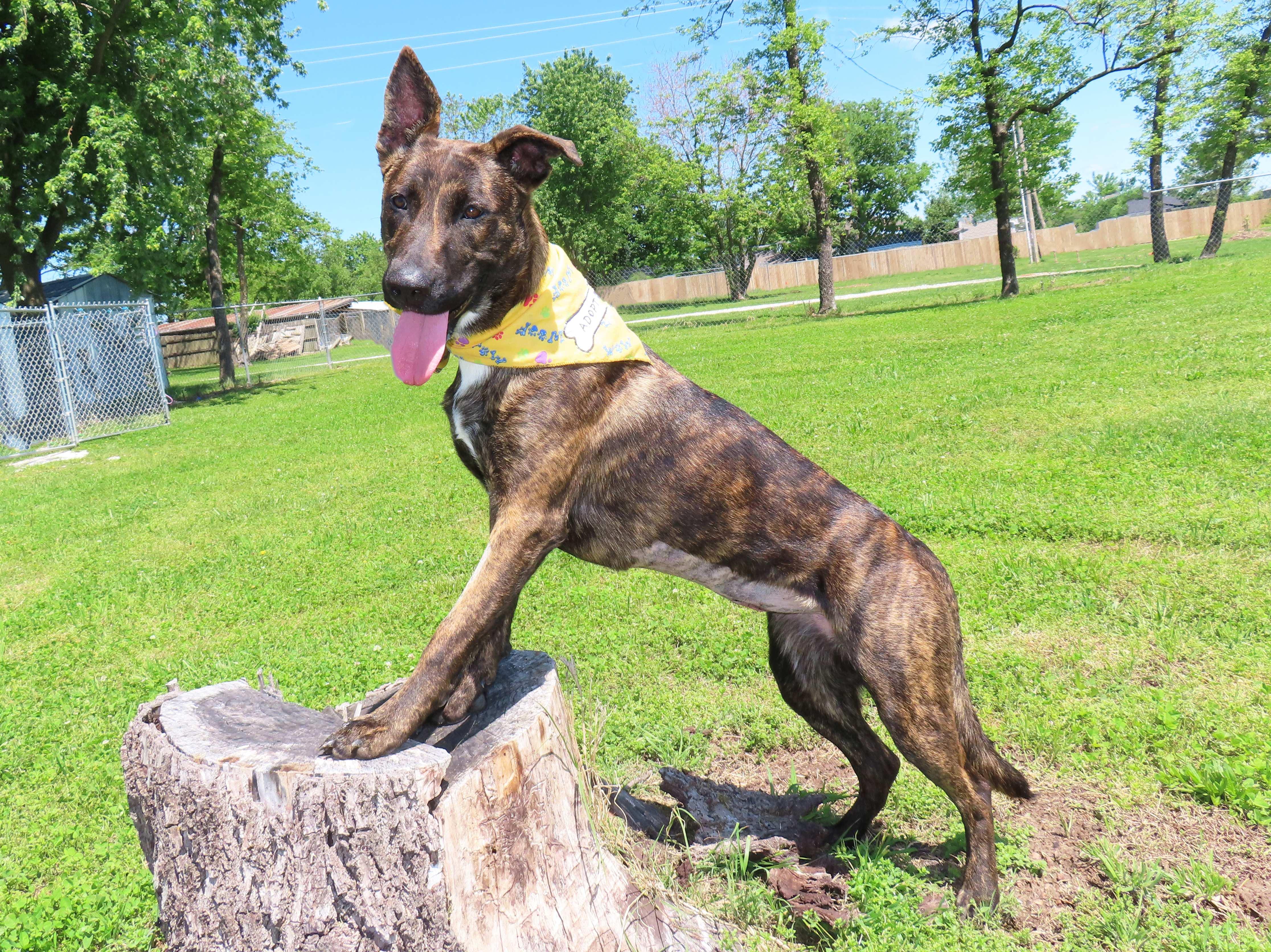 Kira 26C-92, an adopted Dutch Shepherd in Rogers, AR image 3/5