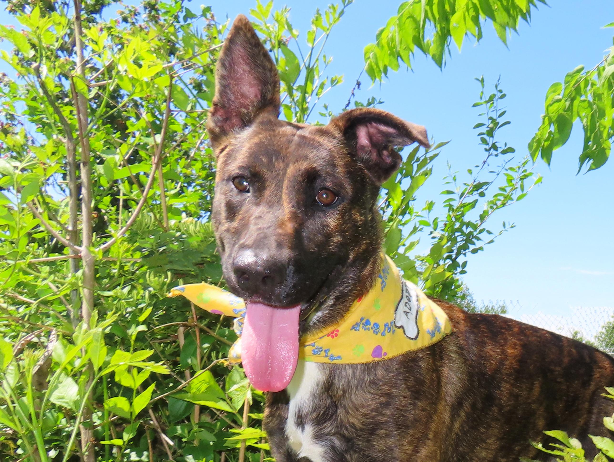 Kira 26C-92, adopted, Young Female Dutch Shepherd.