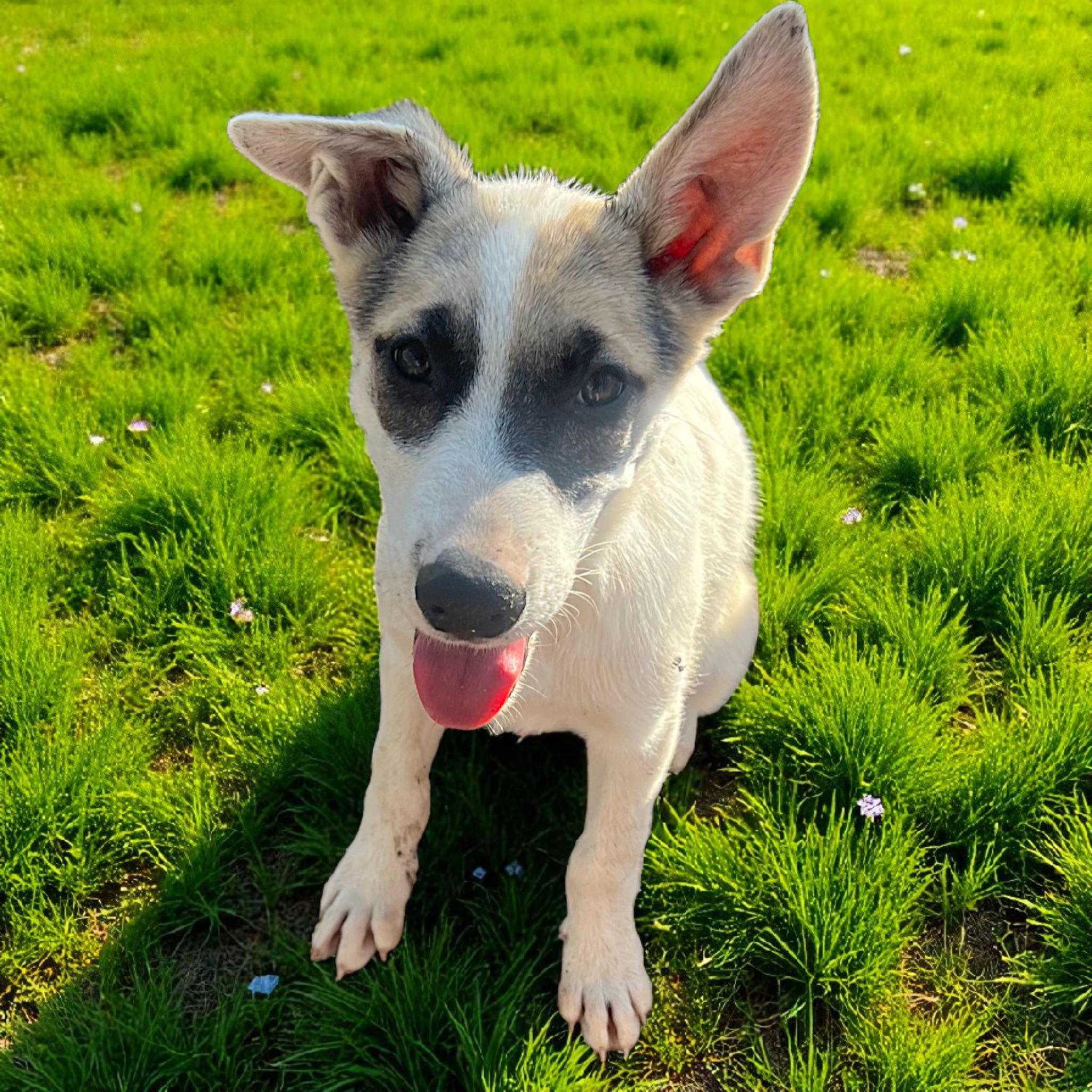 Pistachio, Adoptable, Puppy Male German Shepherd Dog.